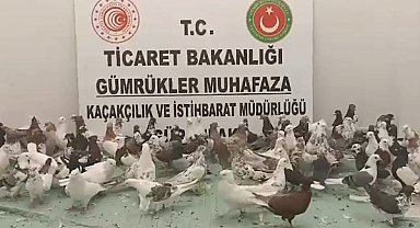 Ticaret Bakanlığı: 2025’te 85 bin 342 kaçak canlı hayvan ele geçirildi