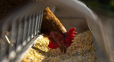 TÜİK- Tavuk eti üretimi 253 bin 993 ton, tavuk yumurtası üretimi 1,86 milyar adet oldu