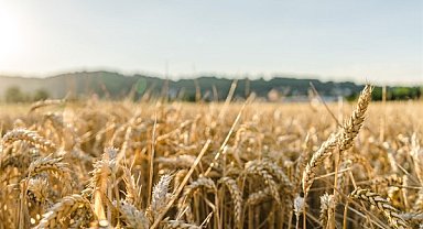 TÜRİB ELÜS piyasasında arpa, buğday ve mısır fiyatları haftayı hafif artışla kapadı