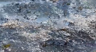 Yeni Zelanda'danın başkentinde lağım atıkları iki haftadır okyanusa akıyor