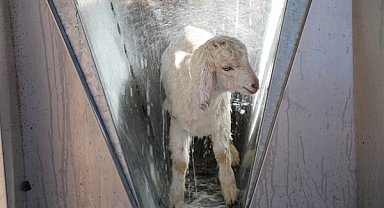 Antalya Büyükşehir Belediyesi'nden ücretsiz parazit uygulaması