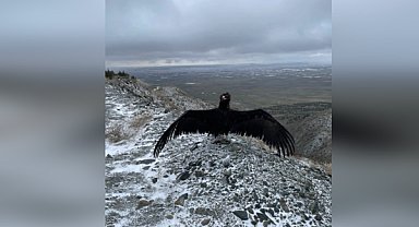 Eskişehir'de tedavi edilen şahin ve kara akbaba doğaya salındı
