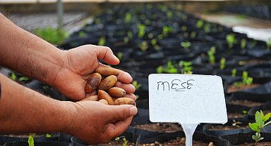 Kayapınar’da meşe palamutlarından 1000 fide üretildi