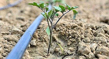 Manisa’da üreticiye yüzde 75 hibeli fide desteği