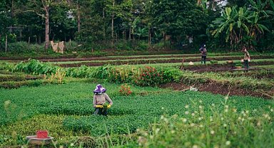 Mevsimlik tarım işçilerinin günlük ücretleri yüzde 37,8 arttı