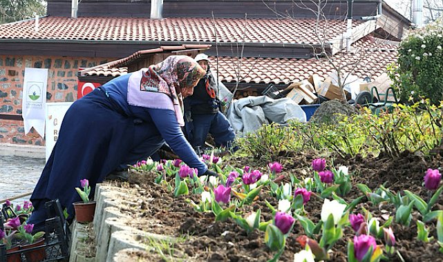 Osmangazi’de 470 bin çiçek toprakla buluşuyor