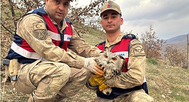 Siirt'te Kulaklı Baykuş koruma altına alındı