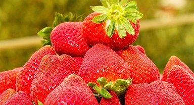 Agroberry Tarım'dan sera alımı