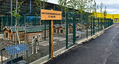 Ankara'da sokak hayvanlarına 8 milyon üzerinde veterinerlik hizmeti sağladı