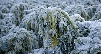 Ankara Valiliği: İl genelinde zirai don bekleniyor