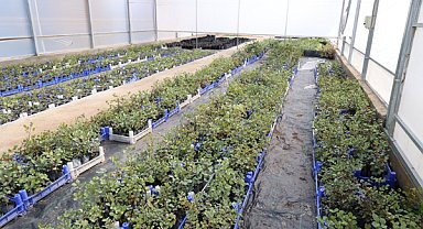 Antalya'da 5 bin keçiboynuzu fidanı üreticilere dağıtılacak