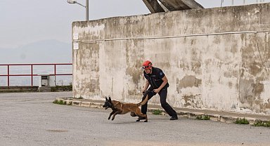 Barınaktan kurtarılan köpek enkaz arama için eğitiliyor