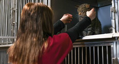 Buca’da 599 sokak hayvanı yuvaya kavuştu