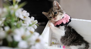 Buca’da ağır yaralı bulunan yavru kedi tedaviyle hayata tutundu