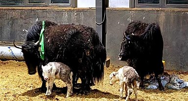 Çinli bilim insanlarından yak klonlamada yeni adım