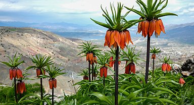 Ergani Sakız Dağı’nda ters laleler çiçek açtı