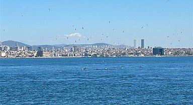 İstanbul Sarayburnu’nda yunus akını