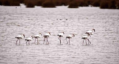 Kızılırmak Deltası’nda Flamingolar görsel şölen oluşturuyor