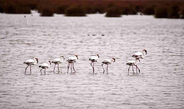 Kızılırmak Deltası’nda Flamingolar görsel şölen oluşturuyor