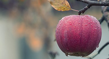 Meteoroloji’den zirai don uyarısı