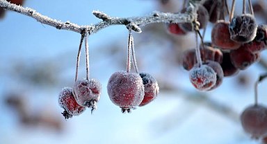 Meteoroloji’den zirai don ve çığ uyarısı