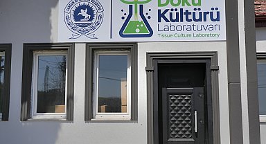 Samsun’da Bitki Doku Kültürü Laboratuvarı açılıyor