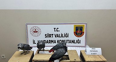 Siirt’te kaçak yaban hayvanı operasyonu
