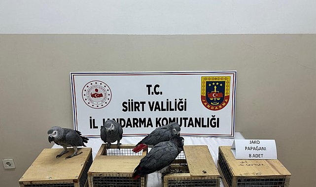 Siirt’te kaçak yaban hayvanı operasyonu