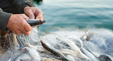 Su ürünleri ihracatı yılın ilk çeyreğinde yüzde 24 arttı