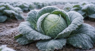 Tarım ve Orman Bakanlığı’ndan zirai don uyarısı