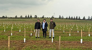 TİGEM Ceylanpınar'daki zeytin plantasyonunda dikimler tamamlandı