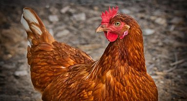 TÜİK-Tavuk eti üretimi 227 bin 793 ton olarak gerçekleşti