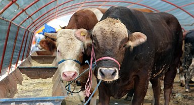 Yakacık Kurban Satış Alanı için başvurular başlıyor