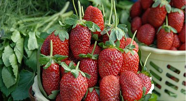 Yaş meyve ve sebze ihracat verileri açıklandı