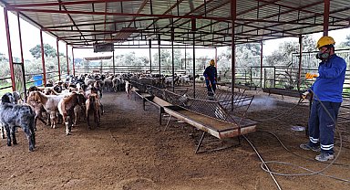Antalya’da sinek ve haşerelerle mücadele çalışmaları sürüyor