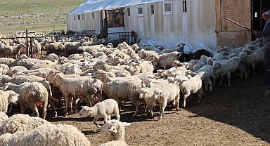 Eskişehir’de damızlık çiftliklerinde 4 ayda 800 kuzu doğdu