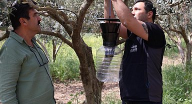 Kahverengi kokarca böceğine karşı feromon tuzaklı mücadele başladı