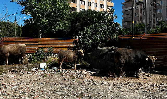 Maltepe’de kaçak kurban kesimlerine yönelik denetim