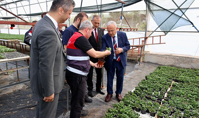 Ordu'da 300 bin yazlık sebze fidesi desteği