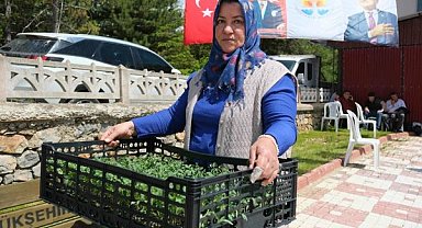 Adana’da üreticilere 200 bin domates fidesi desteği