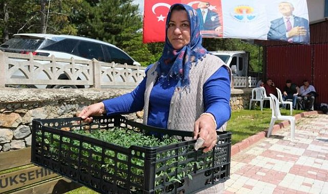 Adana’da üreticilere 200 bin domates fidesi desteği