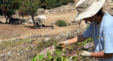 Aspendos'ta antik dönem bağcılığının izleri