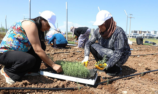 Diyarbakır’da kadınlar Kent Bostanı'nda üretime katıldı