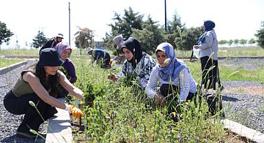 Diyarbakır’da kadınların yetiştirdiği tıbbi ve aromatik bitkilerde ilk hasat yapıldı