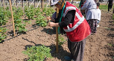 Düzce’de Ata Tohumu üretimi 6 dönüme çıkarıldı