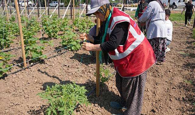 Düzce’de Ata Tohumu üretimi 6 dönüme çıkarıldı