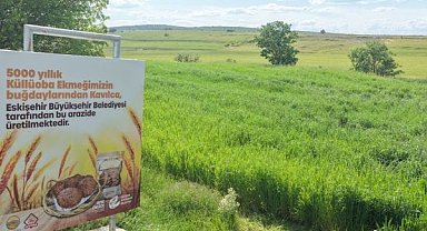 Eskişehir'de 5 bin yıllık Kavılca Buğdayı yeniden başak verdi
