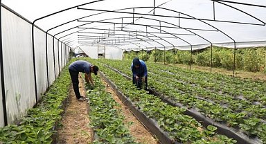 Ordu'da örtü altı üretim alanı 68 bin metrekareyi aştı