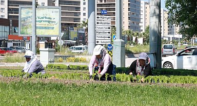 Osmangazi’de yazlık çiçek dikim çalışmaları başlatıldı