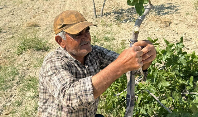 Şanlıurfa’da fıstık ağaçlarında kalem aşısı dönemi başladı
